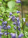 SX14476 Green-veined White butterfly (Pieris napi) on Bluebells (Scilla non-scripta).jpg